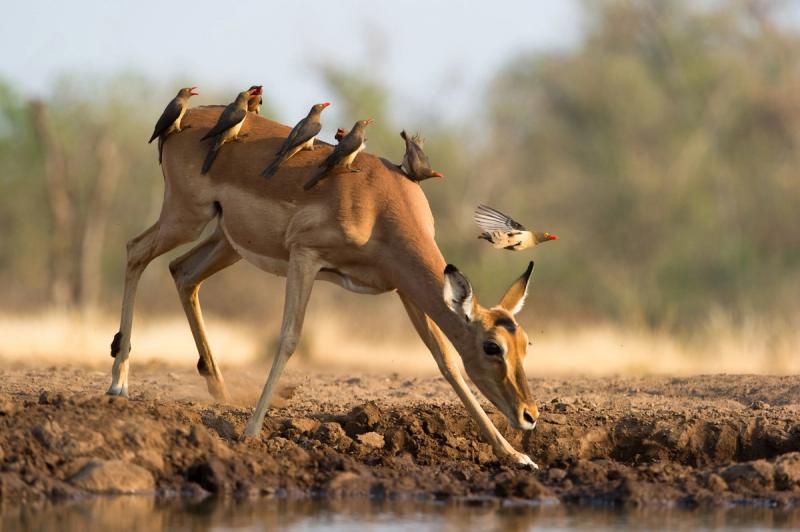 Symbiosis with birds and buck