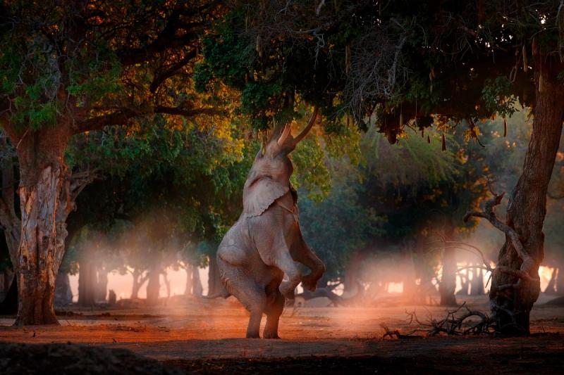An elephant stands on its hind legs, stretching high into a tree to feed, surrounded by forest in Mana Pools National Park at dusk