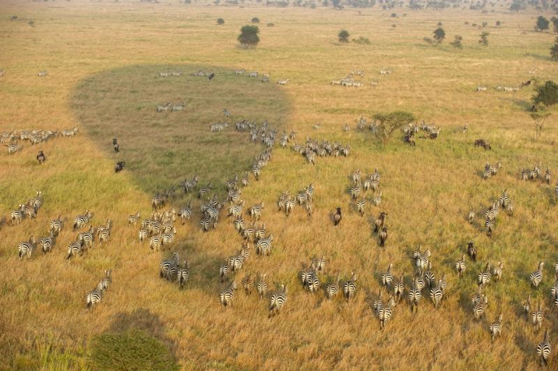 A vast Serengeti grassland teeming with zebras and wildebeest grazing and moving in large groups shadowed by a hot air balloon