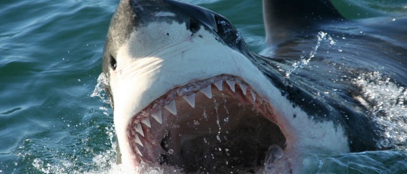Shark Cage Diving bei Kapstadt