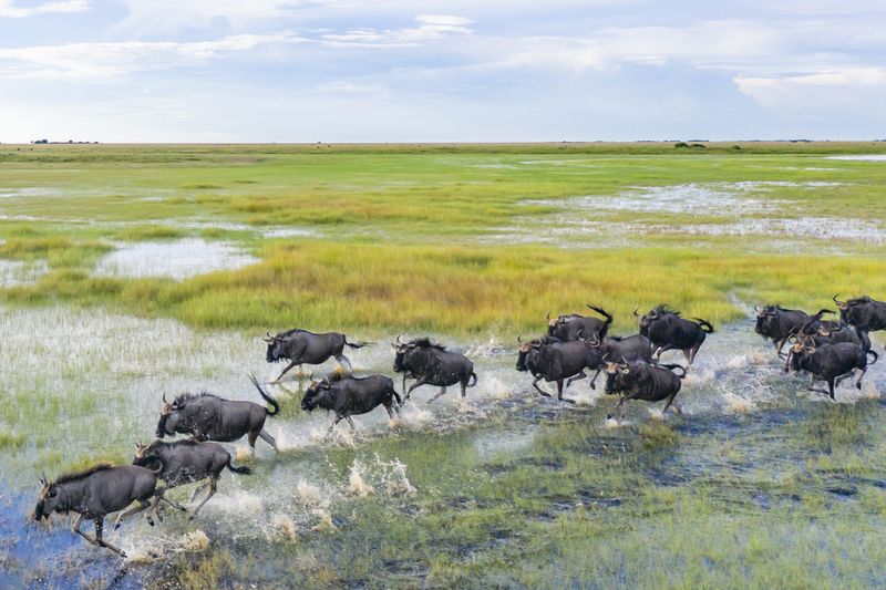 Liuwa Plains Wildebeest Migration