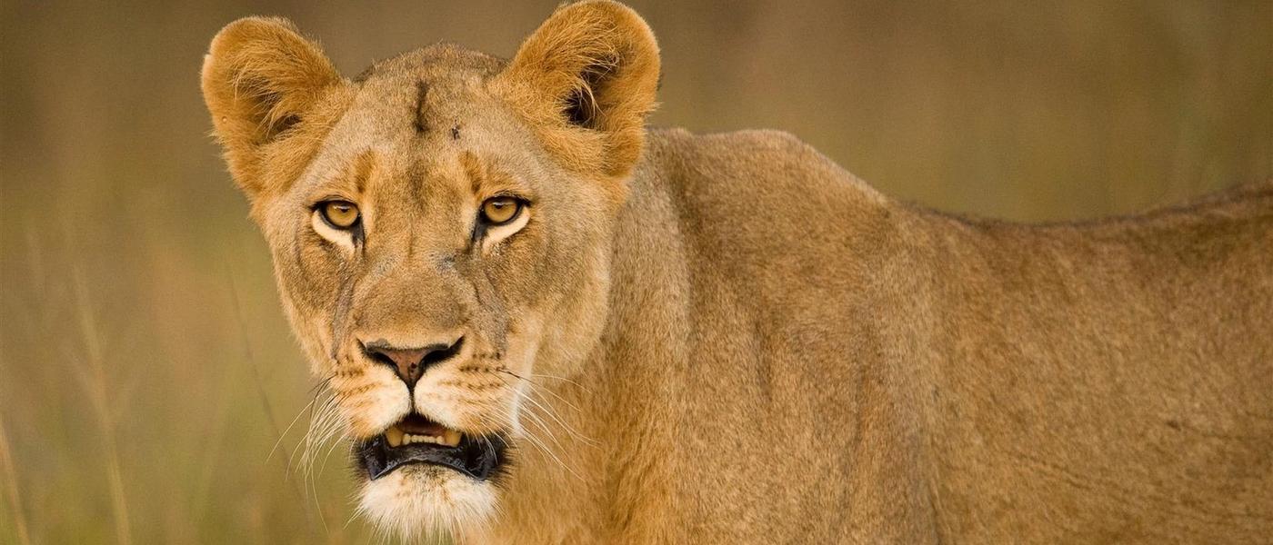 Historias de conservación: una noche en búsqueda de leones