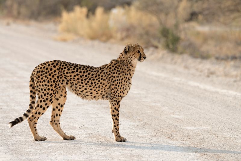 Cheetah crossing a dirt road in Namibia