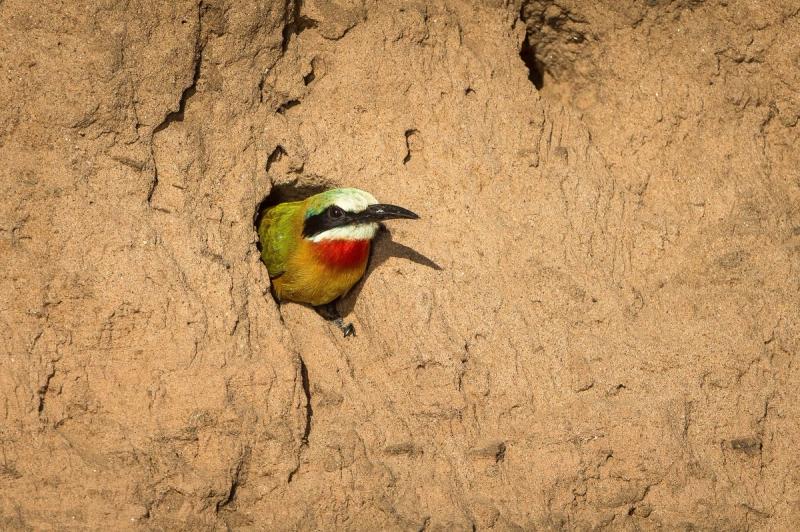 Mana Pools National Park