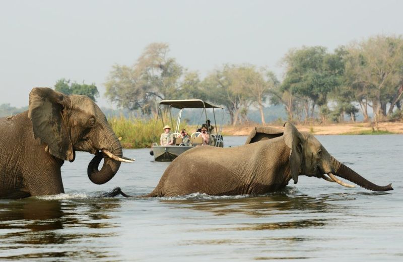 Two elephants wade across a river in the foreground while a small safari boat watches from behind during a Zambia safari experience.
