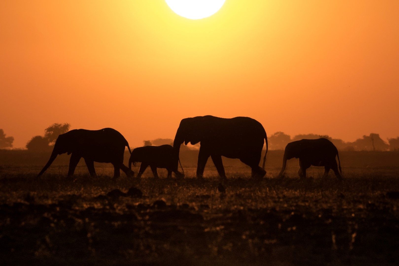 Artenschutz der Afrikanischen Elefanten – Ein Projekt von Wildlife ACT