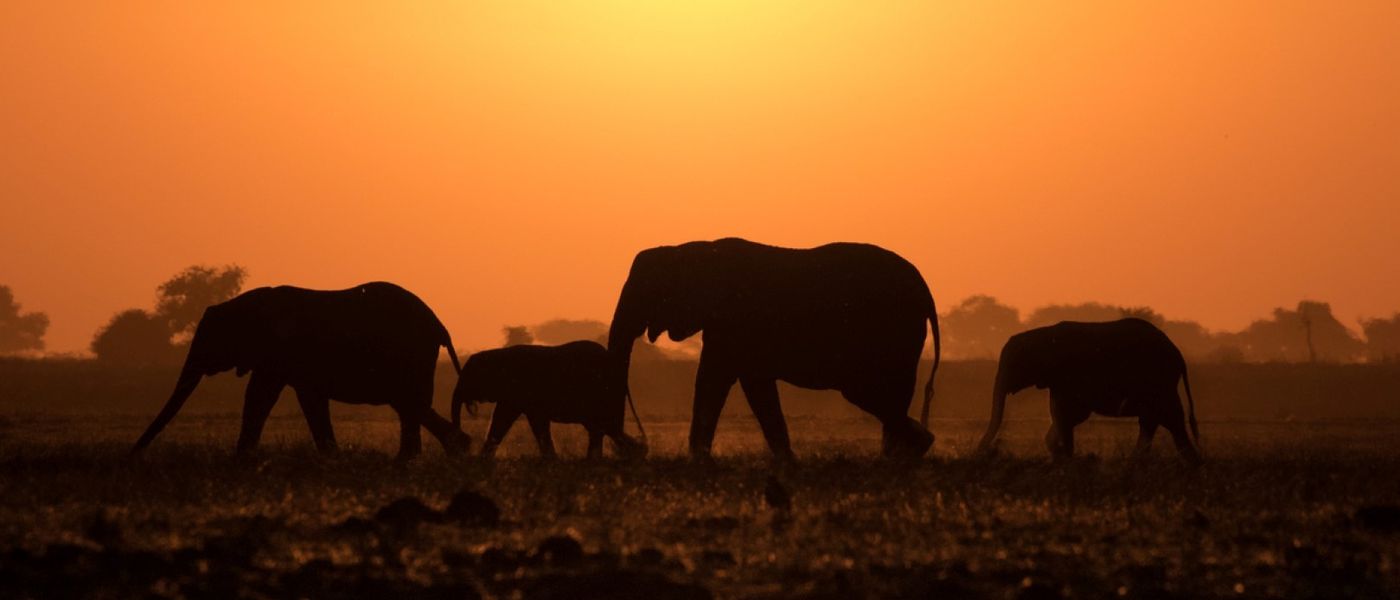 Artenschutz der Afrikanischen Elefanten – Ein Projekt von Wildlife ACT