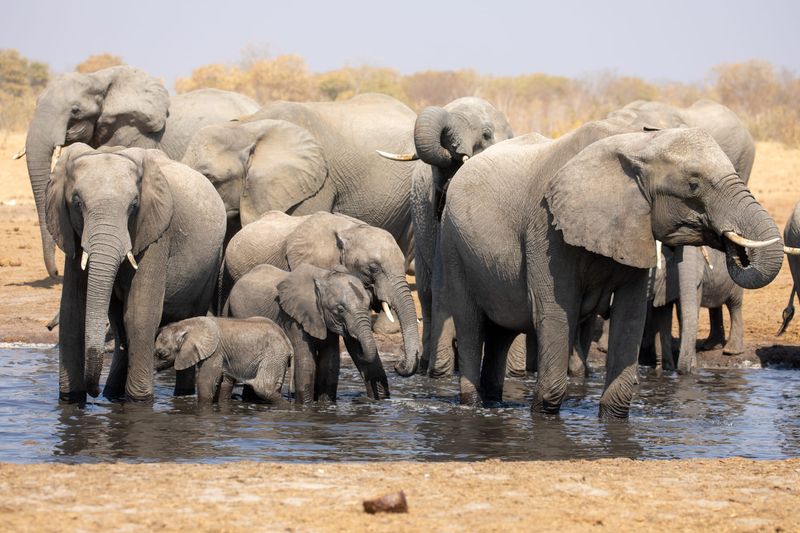 Elephant herd in Hwange National Park