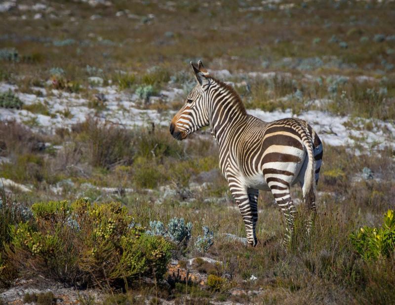 Zebra am Kap der Guten Hoffnung, eines der wilden Tiere, die Sie in Kapstadt erleben können