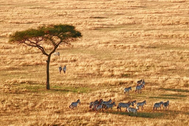 Die Serengeti in Tansania ist der Inbegriff einer Safari in Afrika
