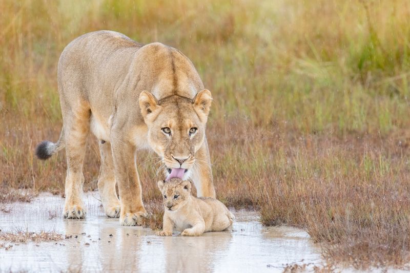 Löwein mit Nachwuchs in Liuwa Plains, eine atemberaubende Tiersichtung in Ihrem Luxusurlaub mit Kindern in Afrika