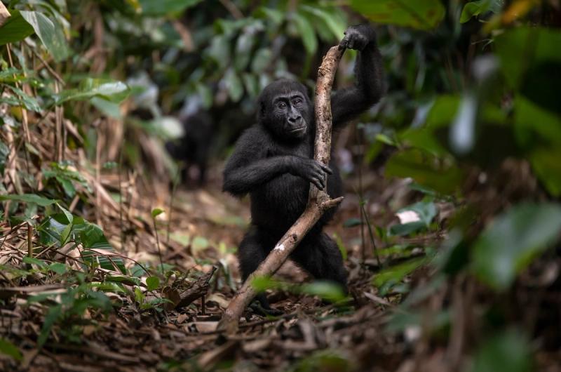 Fotografar o gorila ameaçado de extinção é um privilégio raro