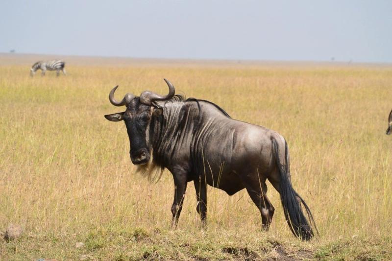 A wildebeest in the savannah plains