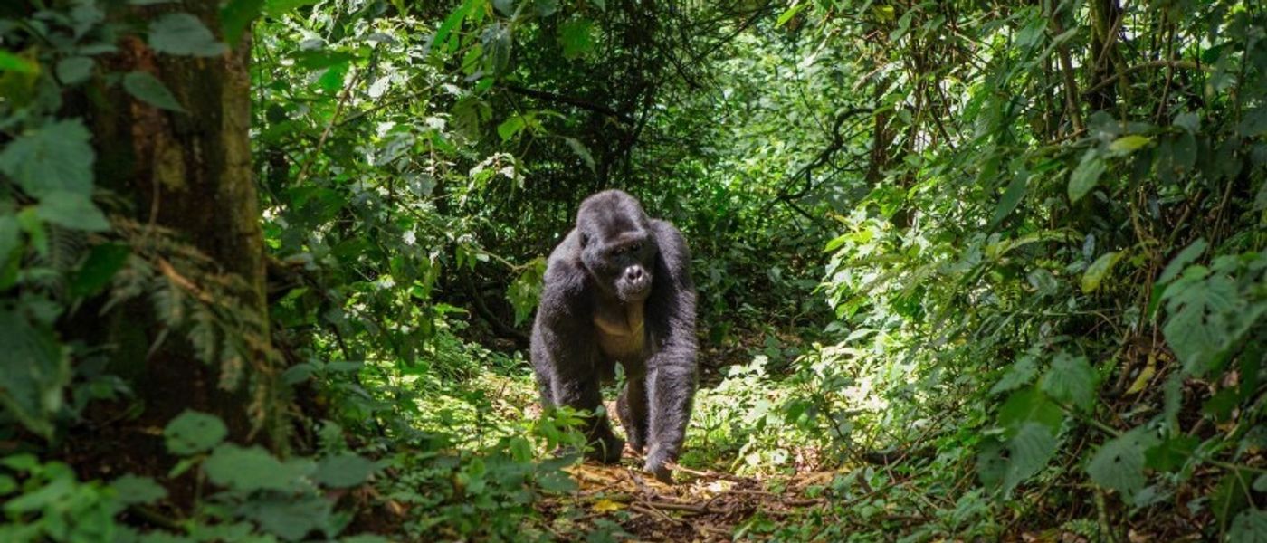 Dian Fossey: una vida caminando entre gorilas