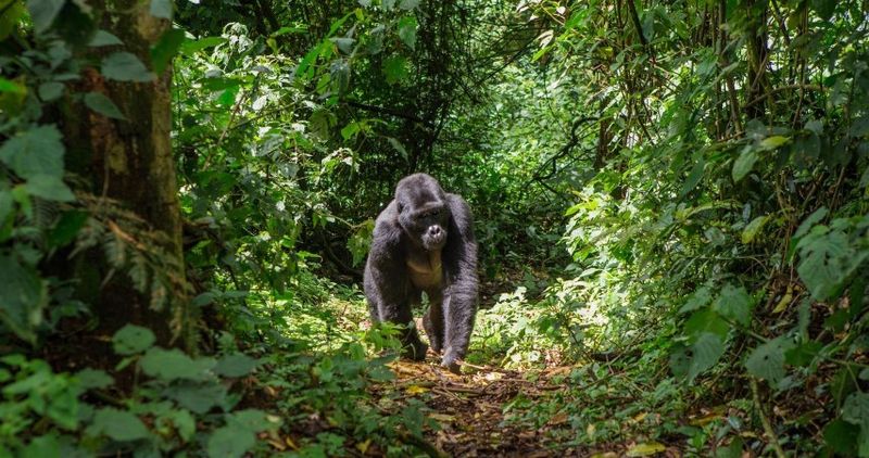 Gorille des montagnes au milieu d'une clairière en Ouganda