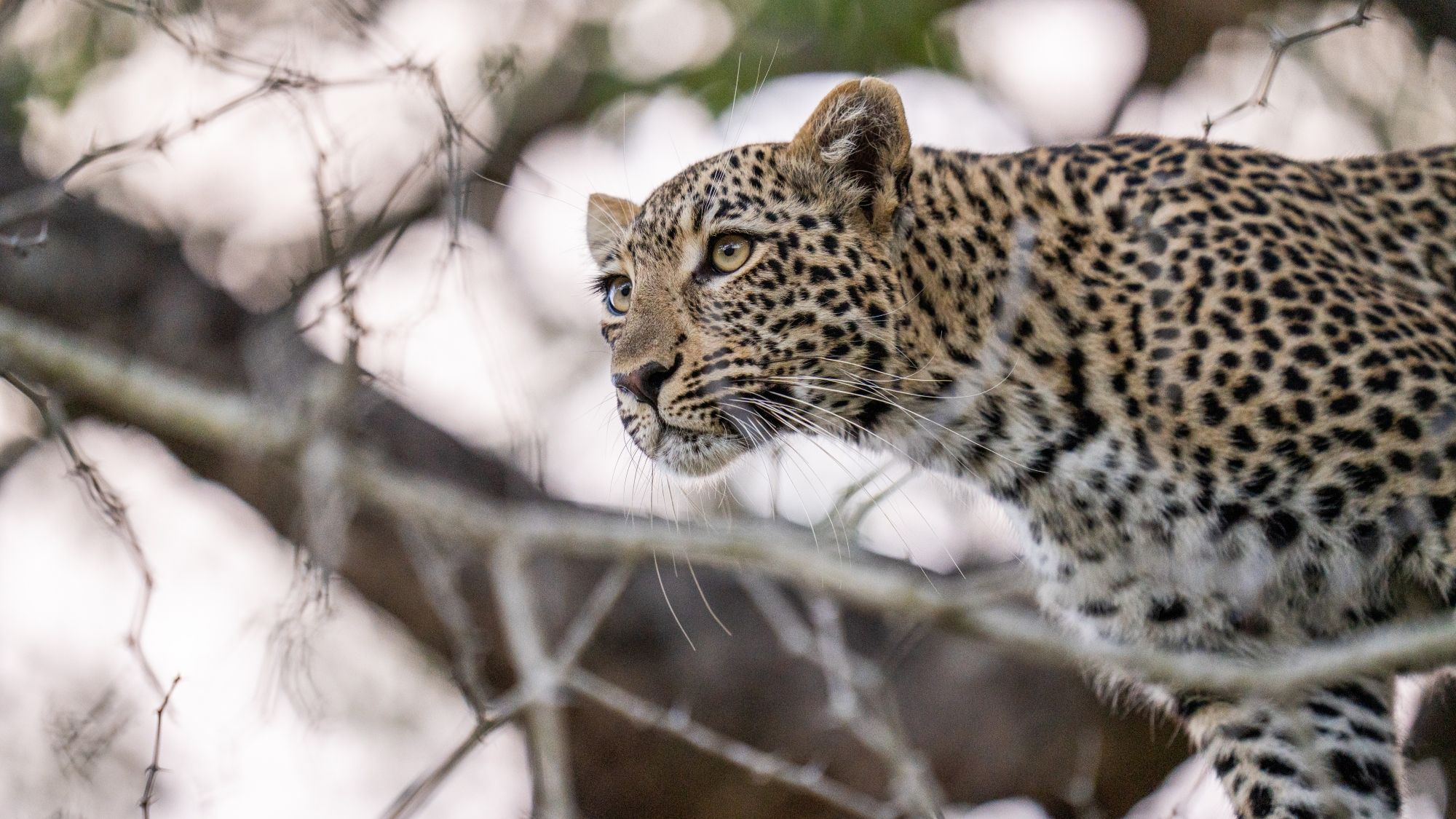 Why Safari Seasons Matter (More Than You Think)