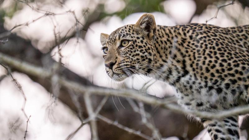 Ein Leopard im Sabi Sand Game Reserve im Greater Kruger National Park