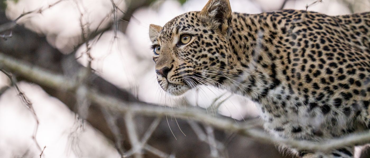 Why Safari Seasons Matter (More Than You Think)