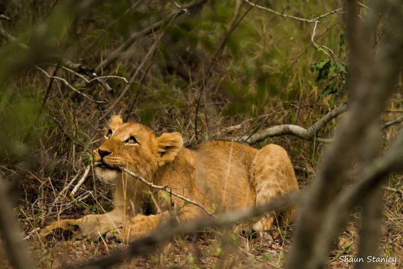 Lion cub at Londolozi, Sabi Sand Reserve