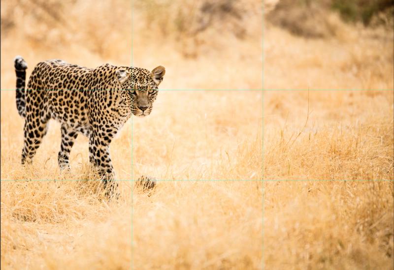 rule of thirds in photography
