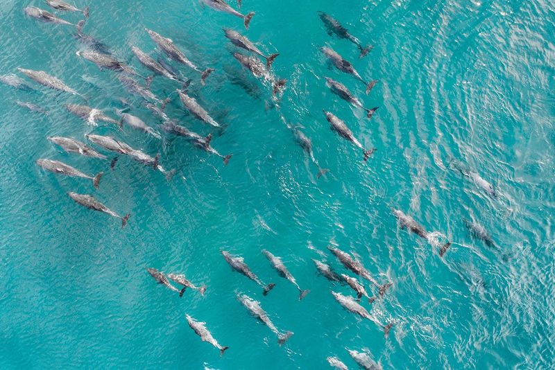 School of dolphins cruising in the warm tropical water of Zanzibar