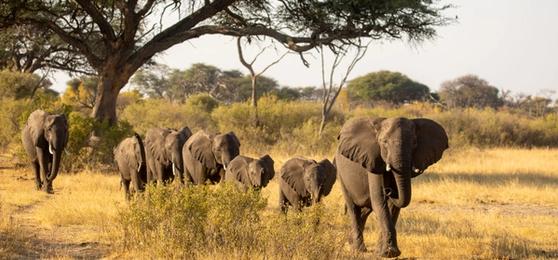 An Elephant Safari at Verney's Camp in Zimbabwe