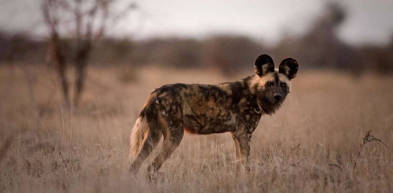 An endangered African Wild dog looking at the camera