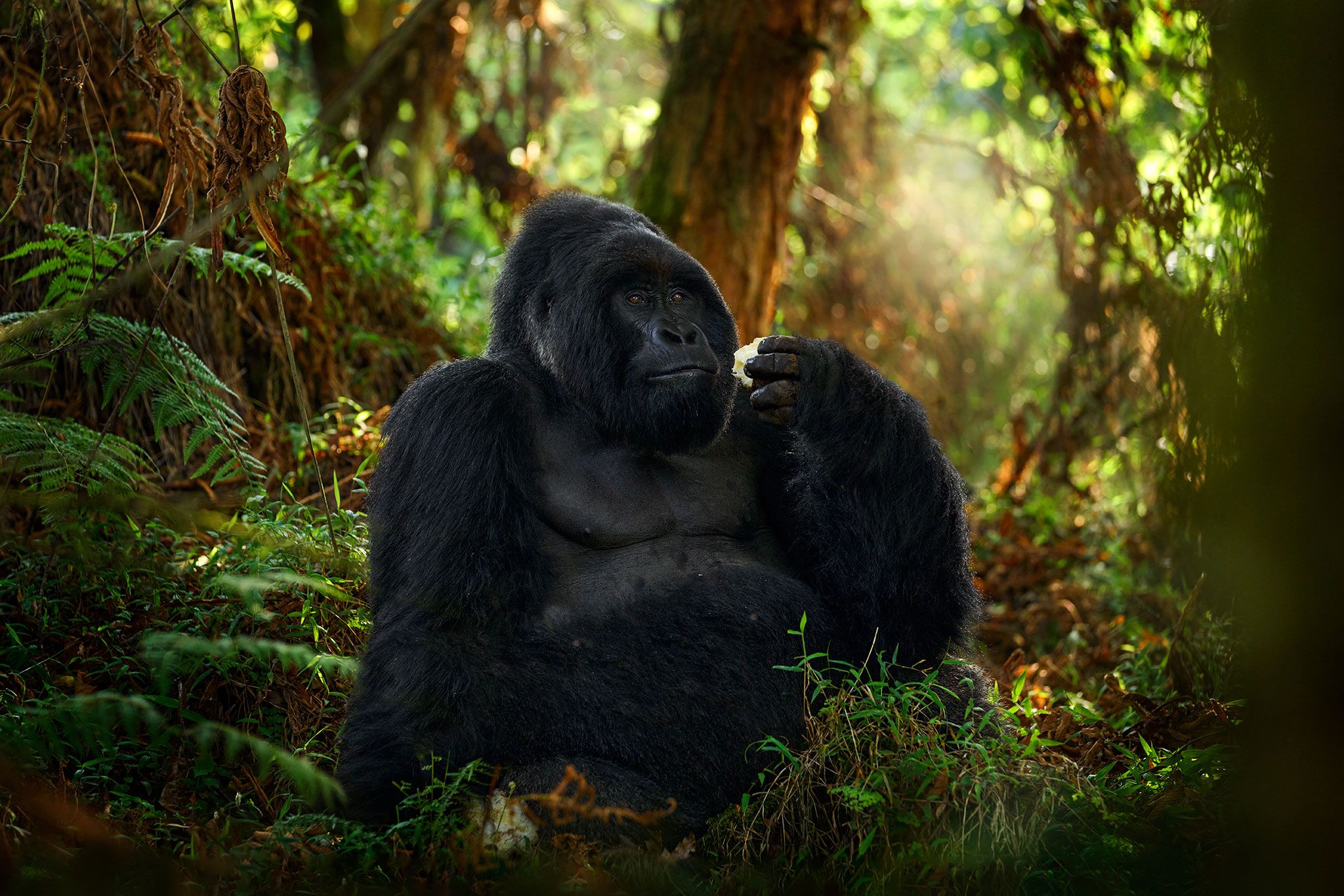 Gorilla Trekking in Pictures