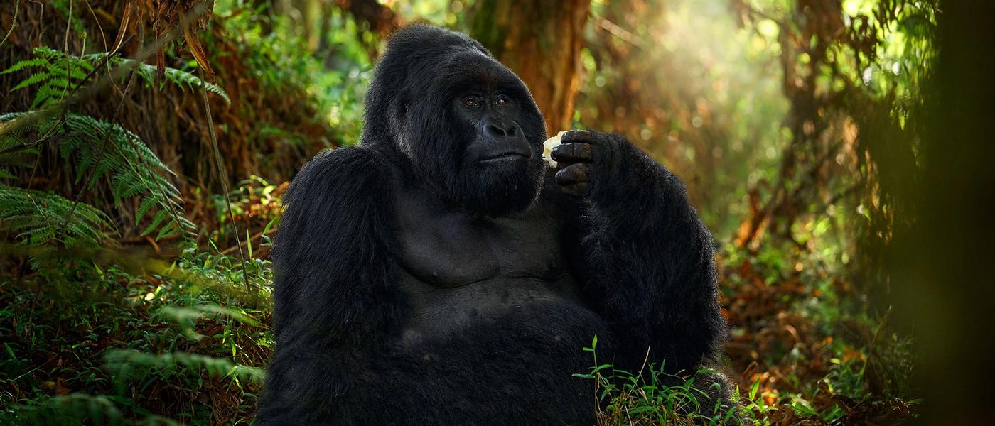 Gorilla Trekking in Pictures