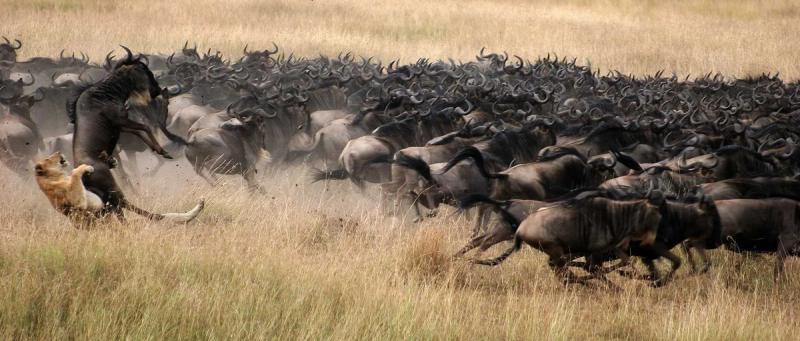Masai Mara Plains Lion attack