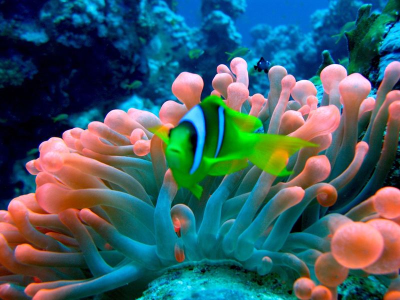 The soft and luminscent colours in the Red Sea