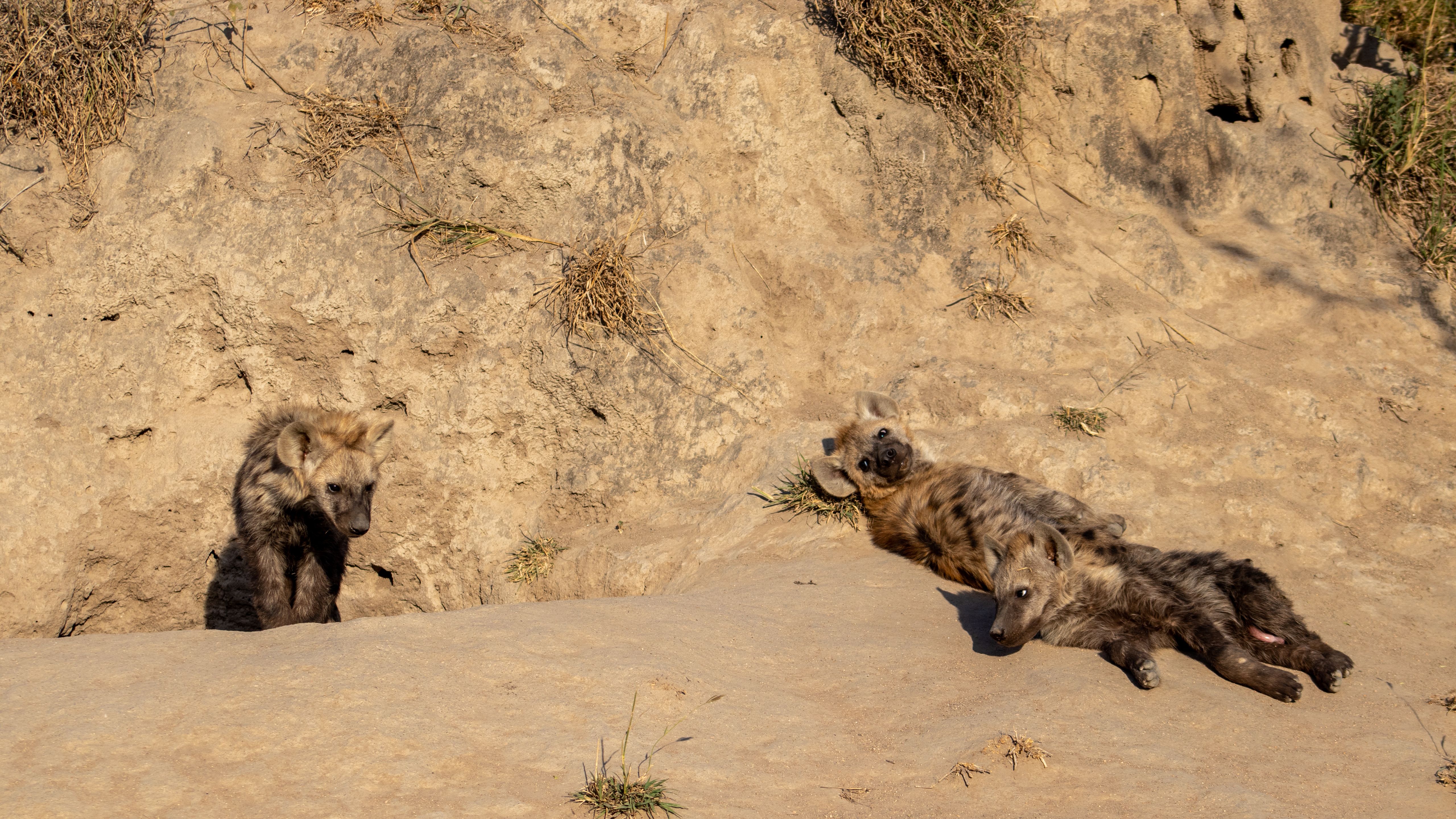 What Are Termites Good for Anyway? Silvan Safari Blog