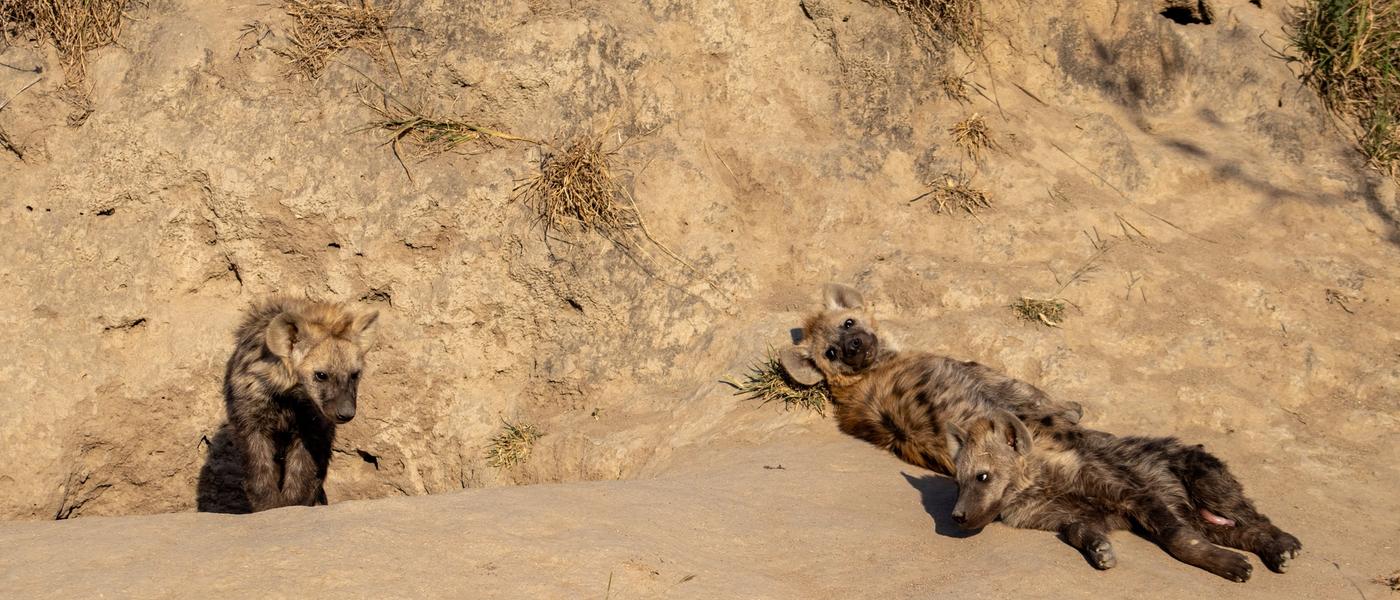 What Are Termites Good for Anyway? Silvan Safari Blog