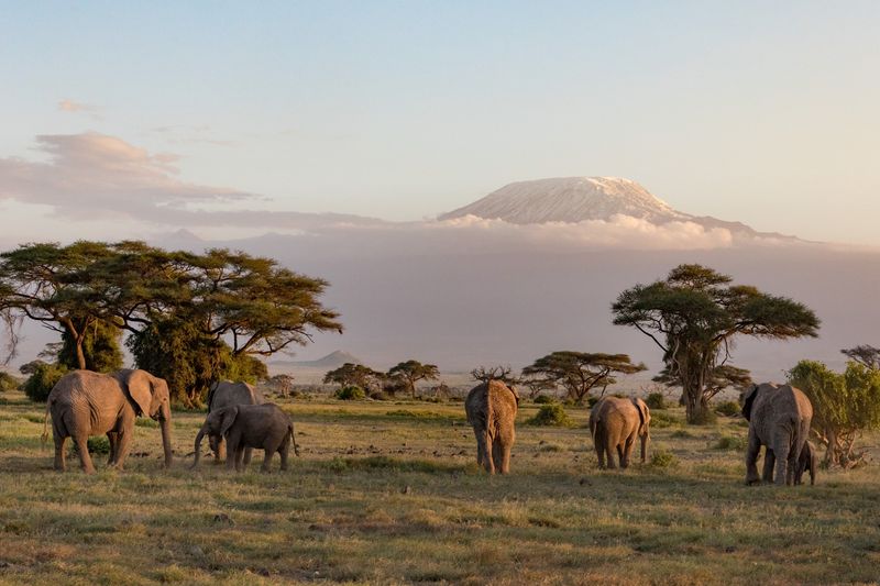 Elephants walk in front of Mount Kilimanjaro in Tanzania, one of the world's best East Africa safari destinations