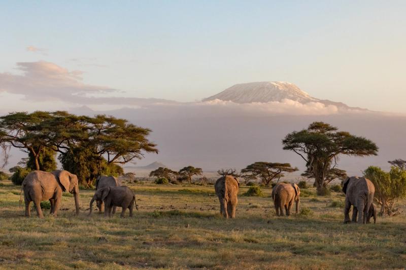A herd of elephants grazes under acacia trees with Mount Kilimanjaro rising in the background
