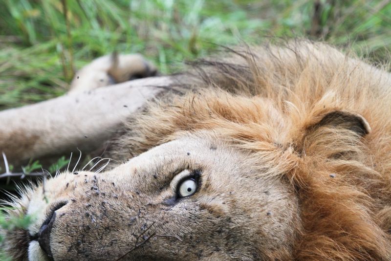 APOTY 2018 lion submission