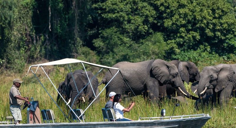 Boat safari in Malawi with elephants along the shoreline