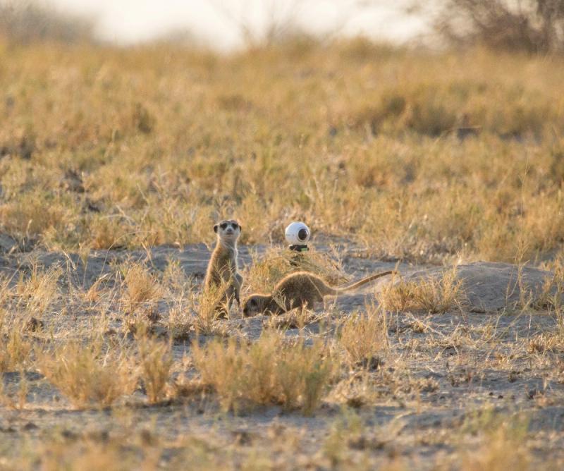 Meerkats with 360° camera