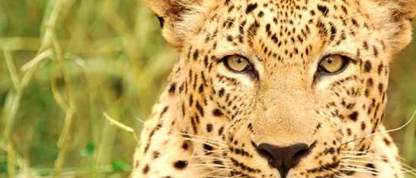 Africa's Big Cats - The Leopard