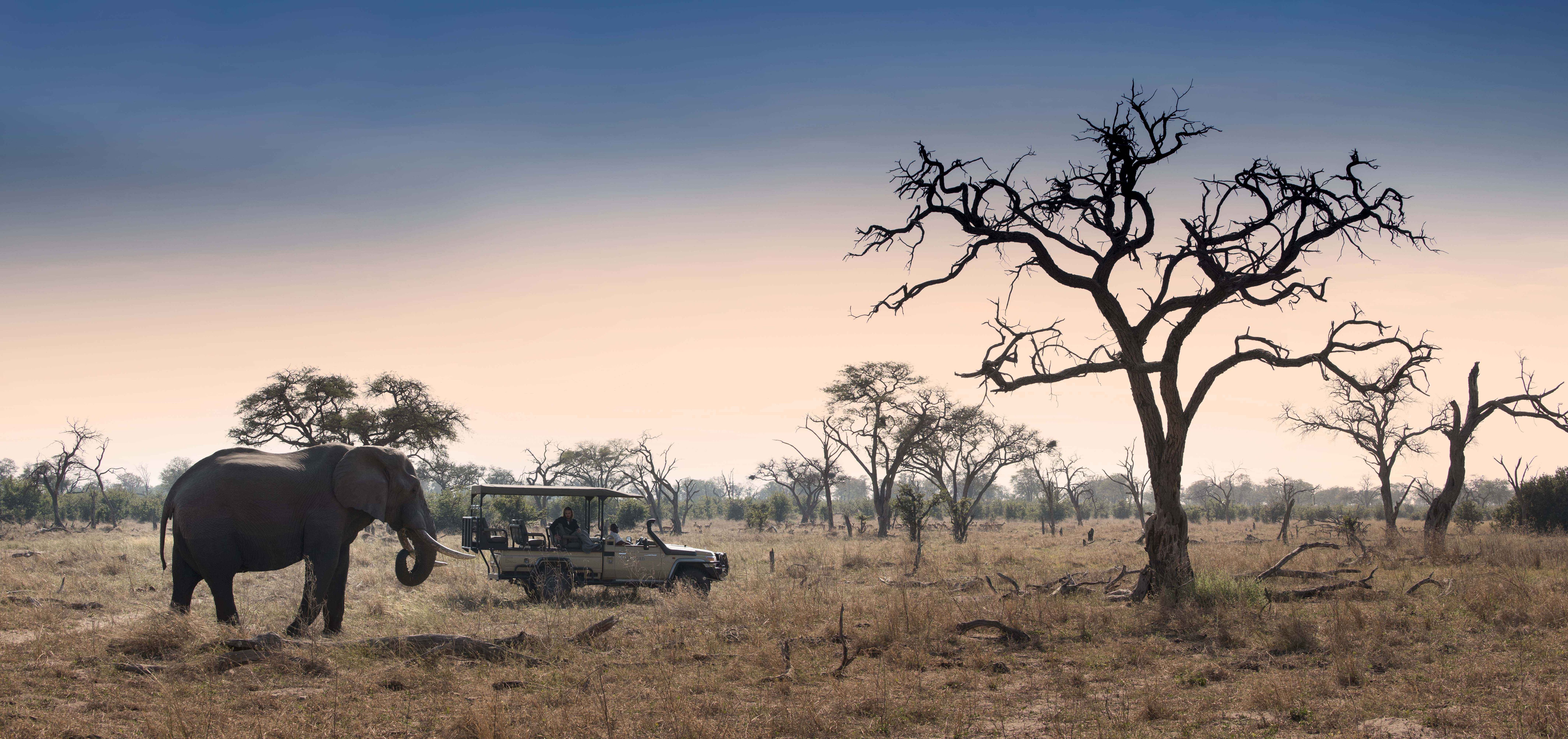 Safári com African Bush Camps | Oferta Especial