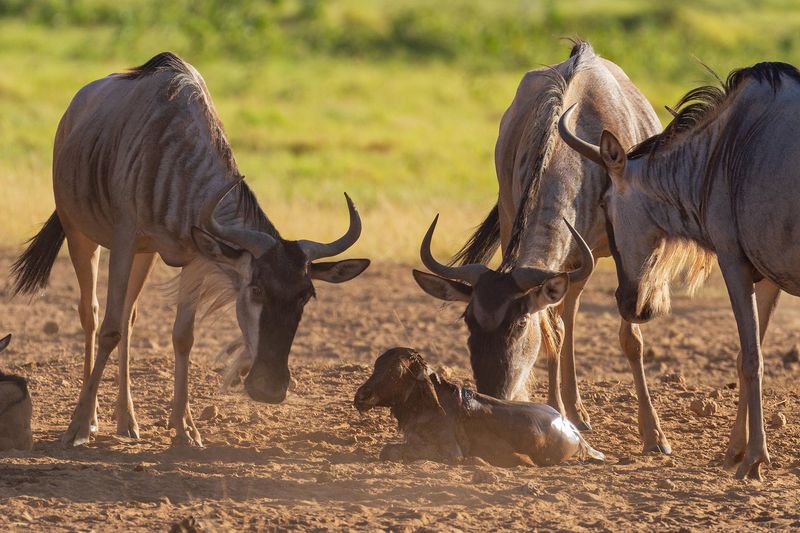 Wildebeest and calf