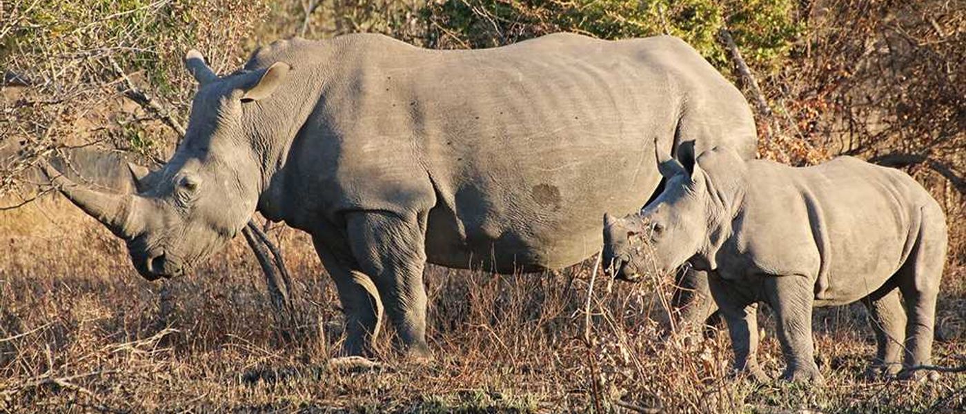 Julia auf Safari | Londolozi , Chitwa Chitwa & Tanamera