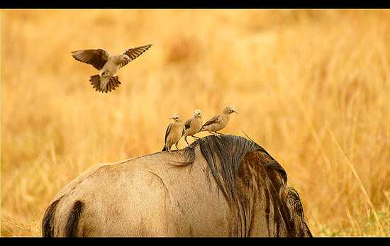 From the Rhino Africa Flickr Group - Photography by John Marshall