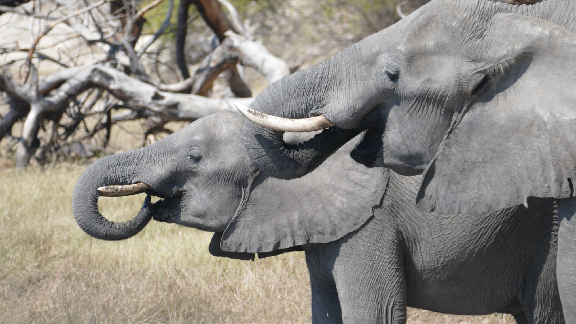 Brian and Maggie's Escapade of Experiences Across Four African Countries