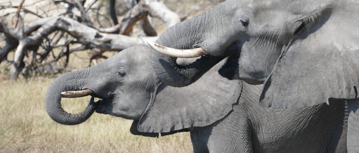 Brian and Maggie's Escapade of Experiences Across Four African Countries