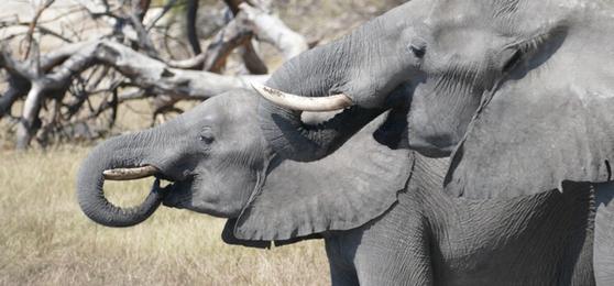 Brian and Maggie's Escapade of Experiences Across Four African Countries