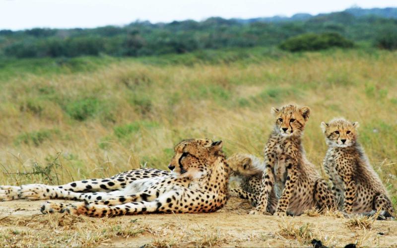 Los guepardos, vista casi asegurada durante tus safaris en Phinda.