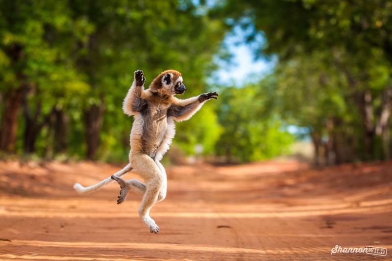 Lemur in Action