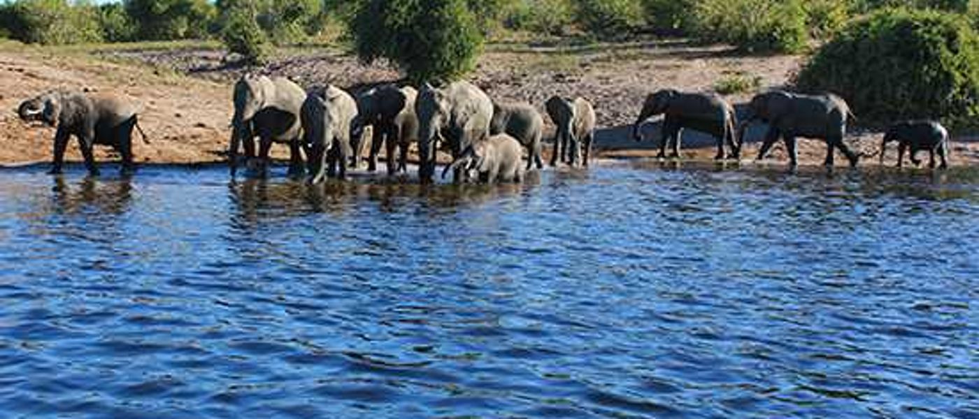 Where The Elephants Roam - A Chobe Safari