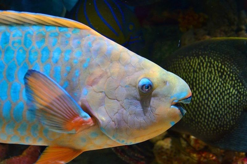 Nahaufnahme eines bunten Papageifisches beim Schnorcheln und Tauchen in Sansibar